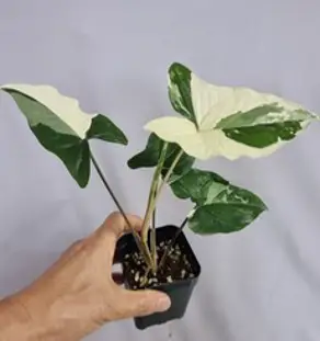 무늬 싱고니움 알보 바리에가타 포도필럼 밀크 희귀 식물, 1개