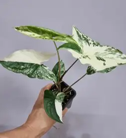 무늬싱고니움 알보 포도필럼 바리에가타, 1개