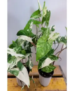 무늬싱고니움 높이 30cm