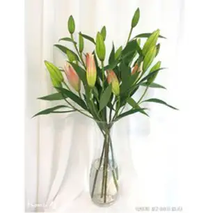 해감완료 활 백생합(중)1kg X 4팩 / 백합 생합 상합, 1kg