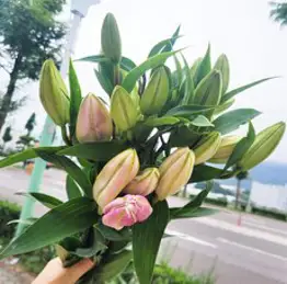 플라워석 상품 농장에서 바로 받아 이보다 더 싱싱할 순 없다 생화 최상급 백합 향기 대박 꽃 선물 셀프 꽃다발 만들기 가능 상품, 1.화이트백합(1단-5대)