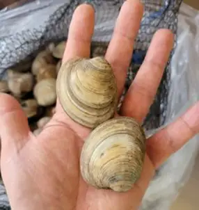 생화 백합 핑크 한단 반단 농장직송 생화택배