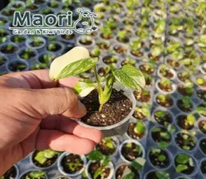 대성식물 무늬 몬스테라 델리시오사 타이컨스텔레이션 슬릿분 무늬몬스테라 키우기, 1개