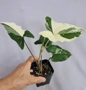 무늬싱고니움 알보 포도필럼 바리에가타, 1개