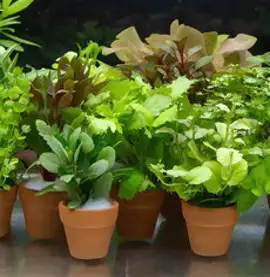 아쿠아테라 콘페티 컬러엣지 수조 어항 + 아크릴커버 세트 CJ-A320P, 화이트, 1개